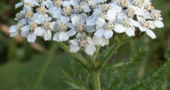 Achillea millefolium L.