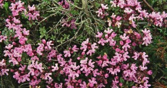 Thymus serpyllum L.