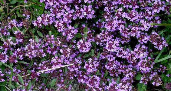 Thymus serpyllum L.