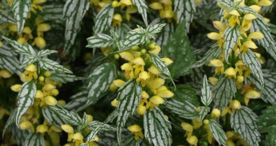 Lamium galeobdolon (L.) Crantz