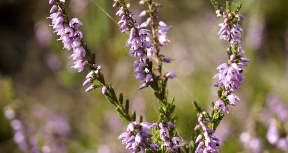 Calluna vulgaris Hull.