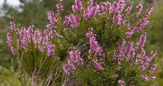 Calluna vulgaris Hull.
