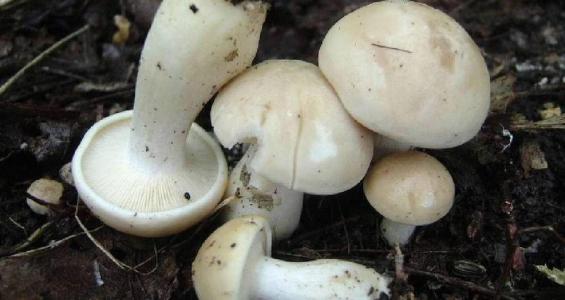 Calocybe gambosa (Fr.) Donk