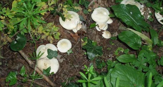 Calocybe gambosa (Fr.) Donk
