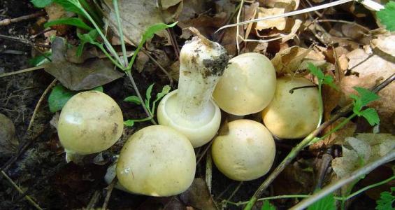 Calocybe gambosa (Fr.) Donk