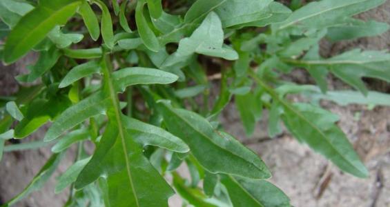 Eruca sativa Mill.