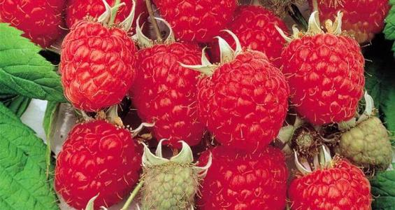 Rubus idaeus L.