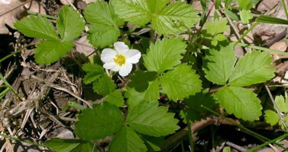 Fragaria vesca L.