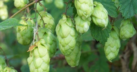 Humulus lupulus L.
