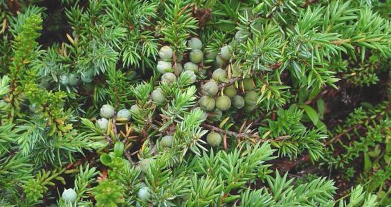 Juniperus communis L.
