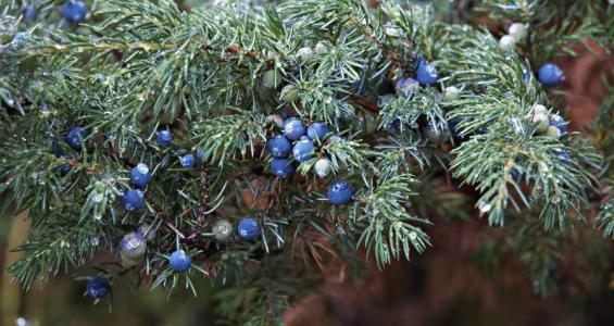 Juniperus communis L.