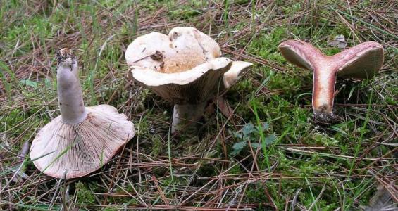 Lactarius sanguifluus (Paulet ex Fr) Fr.
