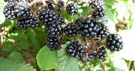 Rubus fruticosus L.