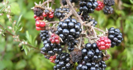 Rubus fruticosus L.