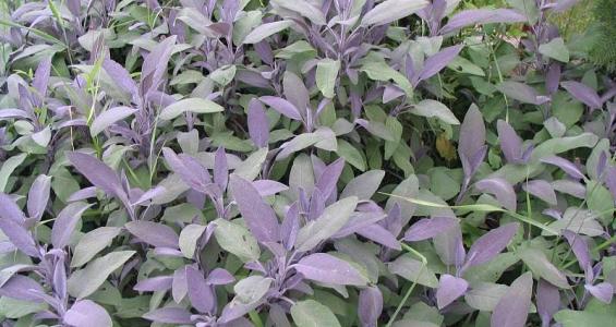 Salvia officinalis L.