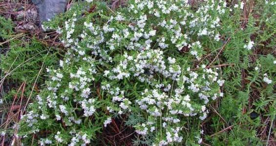 Satureja montana L.