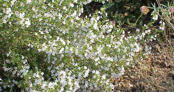 Satureja montana L.