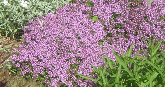 Thymus serpyllum L.