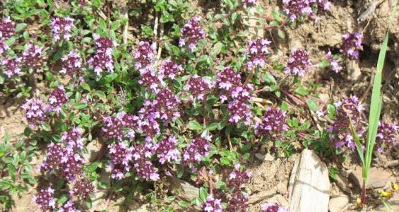 Thymus serpyllum L.