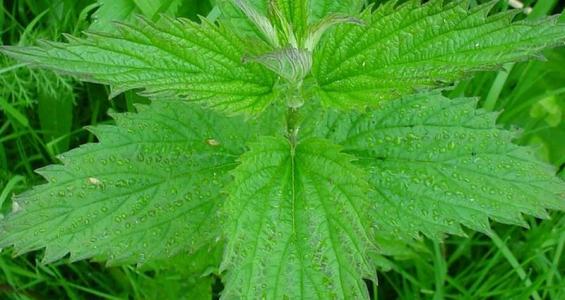 Urtica dioica L.