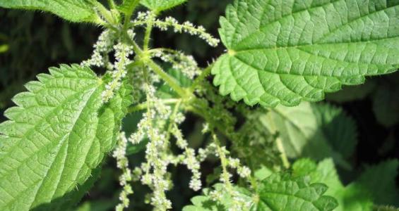 Urtica dioica L.