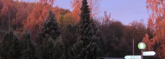oko Šumarskog instituta